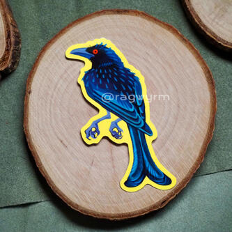 Spangled Drongo - 2025 - @ragwyrm