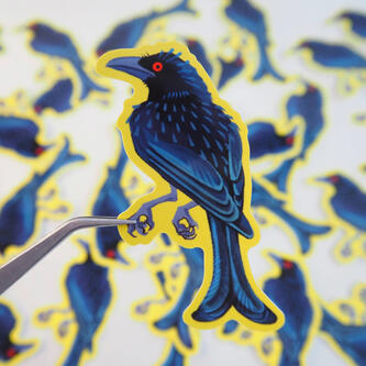 Spangled Drongo - 2025 - @ragwyrm